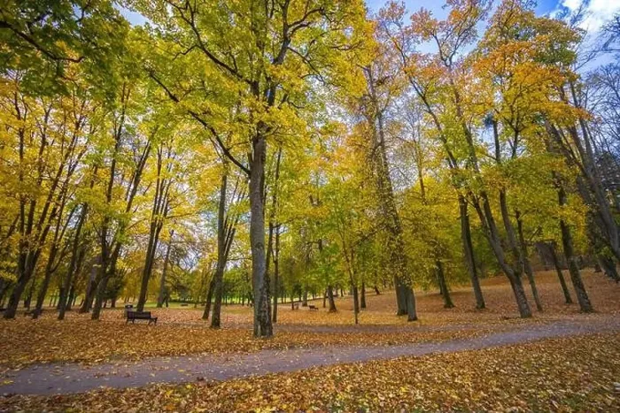 Framed Print : Colorful autumn landscape panorama at Birstonas resort