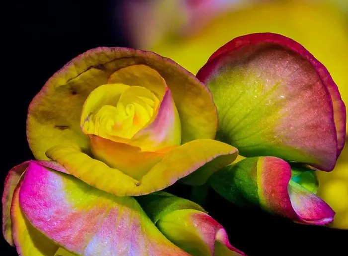 Framed Print : colorful begonia blossoms macro Framed Print : colorful begonia blossoms macro