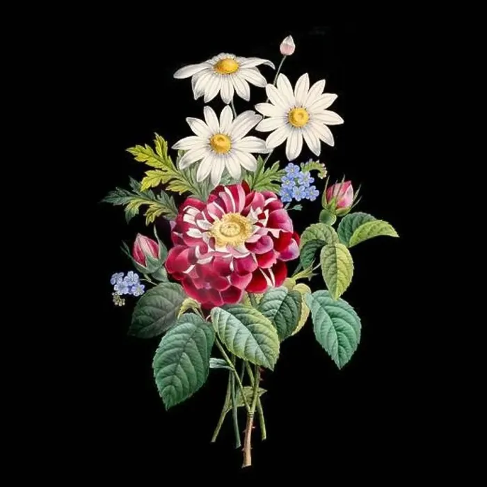 Framed Print : Colorful Blooming Flowers. A bouquet of flowers with lively colors on a black background. Ideal for a square format Framed Print : Colorful Blooming Flowers. A bouquet of flowers with lively colors on a black background. Ideal for a square format
