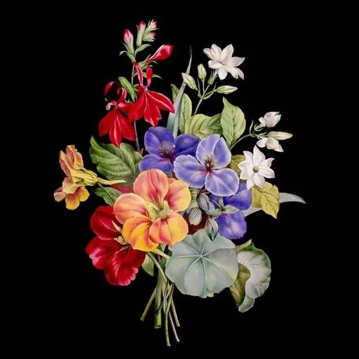 Framed Print : Colorful Blooming Flowers. A bouquet of flowers with lively colors on a black background. Ideal for a square format Framed Print : Colorful Blooming Flowers. A bouquet of flowers with lively colors on a black background. Ideal for a square format