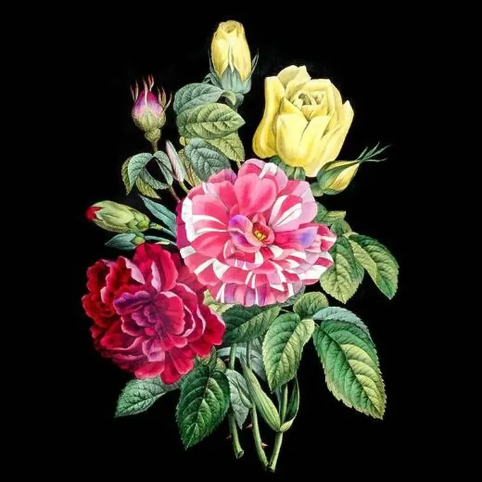 Framed Print : Colorful Blooming Flowers. A bouquet of flowers with lively colors on a black background. Ideal for a square format Framed Print : Colorful Blooming Flowers. A bouquet of flowers with lively colors on a black background. Ideal for a square format
