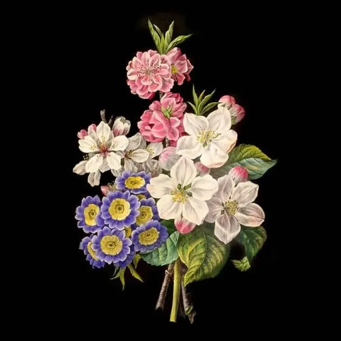 Framed Print : Colorful Blooming Flowers. A bouquet of flowers with lively colors on a black background. Ideal for a square format Framed Print : Colorful Blooming Flowers. A bouquet of flowers with lively colors on a black background. Ideal for a square format