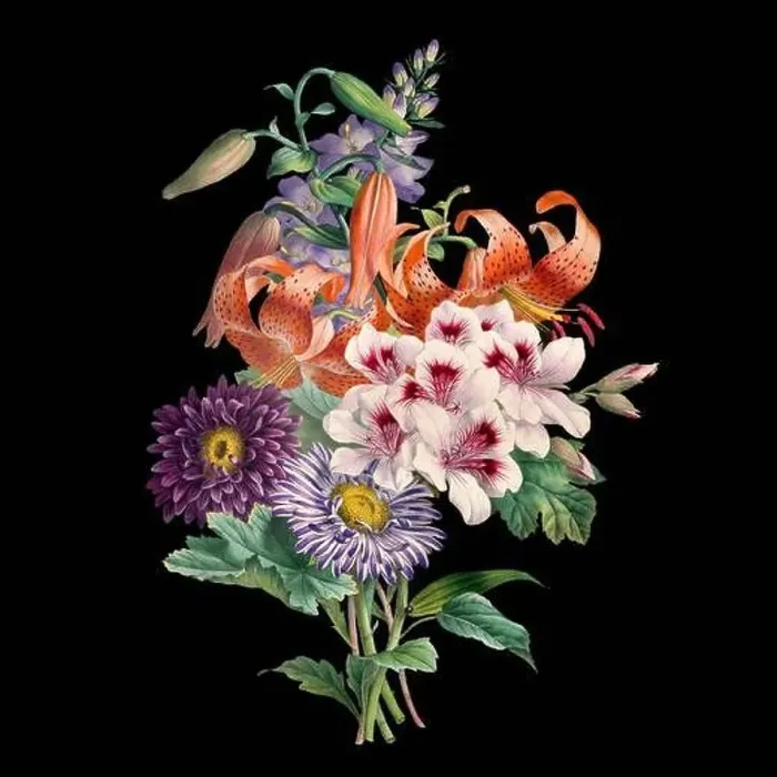 Framed Print : Colorful Blooming Flowers. A bouquet of flowers with lively colors on a black background. Ideal for a square format Framed Print : Colorful Blooming Flowers. A bouquet of flowers with lively colors on a black background. Ideal for a square format