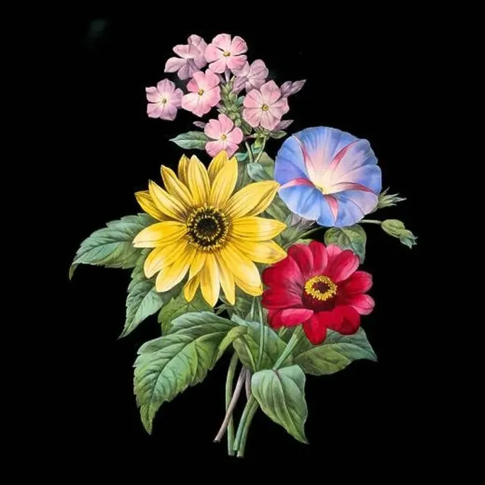 Framed Print : Colorful Blooming Flowers. A bouquet of flowers with lively colors on a black background. Ideal for a square format Framed Print : Colorful Blooming Flowers. A bouquet of flowers with lively colors on a black background. Ideal for a square format