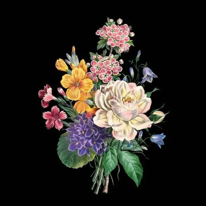 Framed Print : Colorful Blooming Flowers. A bouquet of flowers with lively colors on a black background. Ideal for a square format Framed Print : Colorful Blooming Flowers. A bouquet of flowers with lively colors on a black background. Ideal for a square format