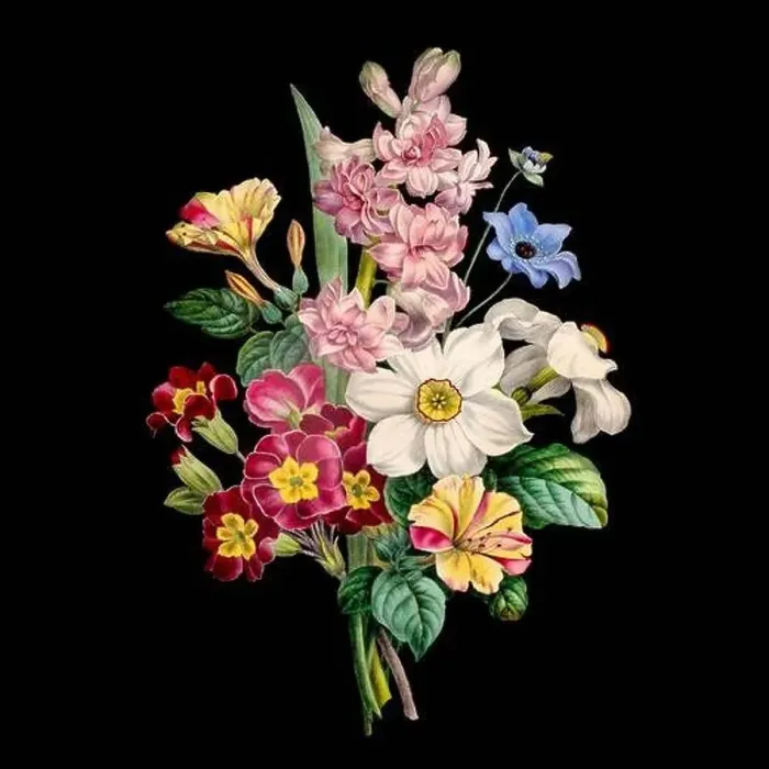 Framed Print : Colorful Blooming Flowers. A bouquet of flowers with lively colors on a black background. Ideal for a square format Framed Print : Colorful Blooming Flowers. A bouquet of flowers with lively colors on a black background. Ideal for a square format
