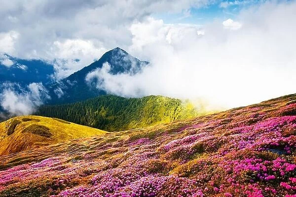 Colorful blooming rhododendron flowers in summer field in the Carpathian mountains. Splendid nature outdoor scene. World beauty concept background