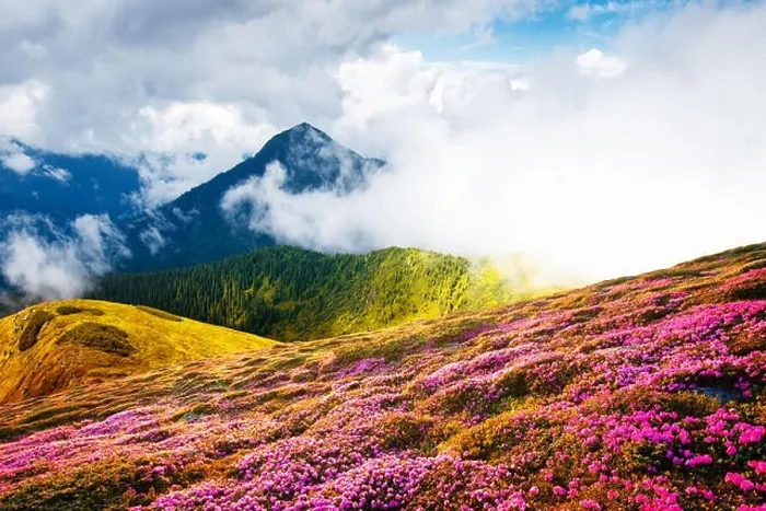 Framed Print : Colorful blooming rhododendron flowers in summer field in the Carpathian mountains. Splendid nature outdoor scene. World beauty concept background Framed Print : Colorful blooming rhododendron flowers in summer field in the Carpathian mountains. Splendid nature outdoor scene. World beauty concept background