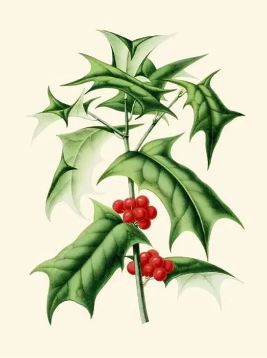 Framed Print : Colorful Botanical Illustration: A digital vintage-style Holly Mistletoe on a plain beige background Framed Print : Colorful Botanical Illustration: A digital vintage-style Holly Mistletoe on a plain beige background