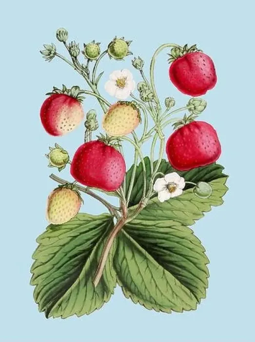 Framed Print : Colorful Botanical Illustration: digital vintage-style Strawberries on a plain light blue background Framed Print : Colorful Botanical Illustration: digital vintage-style Strawberries on a plain light blue background