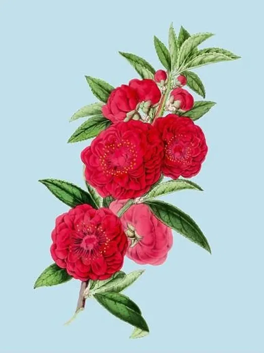 Framed Print : Colorful Camellia Flower Illustration: A digital vintage-style flower on a plain light blue background Framed Print : Colorful Camellia Flower Illustration: A digital vintage-style flower on a plain light blue background
