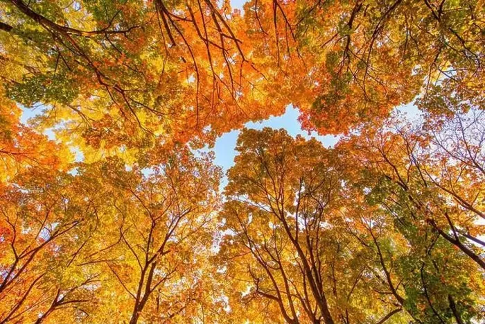 Framed Print : colorful canopies of autumn trees are set against a clear blue sky, creating a stunning contrast of colors and textures Framed Print : colorful canopies of autumn trees are set against a clear blue sky, creating a stunning contrast of colors and textures