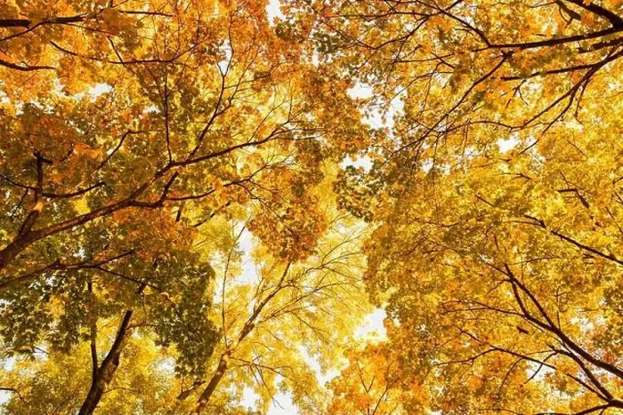 Framed Print : colorful canopies of autumn trees are set against a clear blue sky, creating a stunning contrast of colors and textures Framed Print : colorful canopies of autumn trees are set against a clear blue sky, creating a stunning contrast of colors and textures