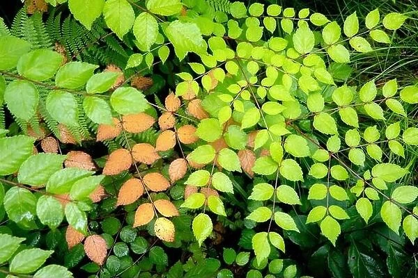 Colorful compound leaf patterns of Devil's Walking Stick or Hercules Club (Aralia spinosa) - Pisgah National Forest, Brevard, North Carolina, USA
