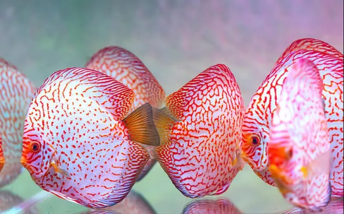 Framed Print : Colorful discus fish in the aquarium. This is a species of ornamental fish used to decorate in the house Framed Print : Colorful discus fish in the aquarium. This is a species of ornamental fish used to decorate in the house