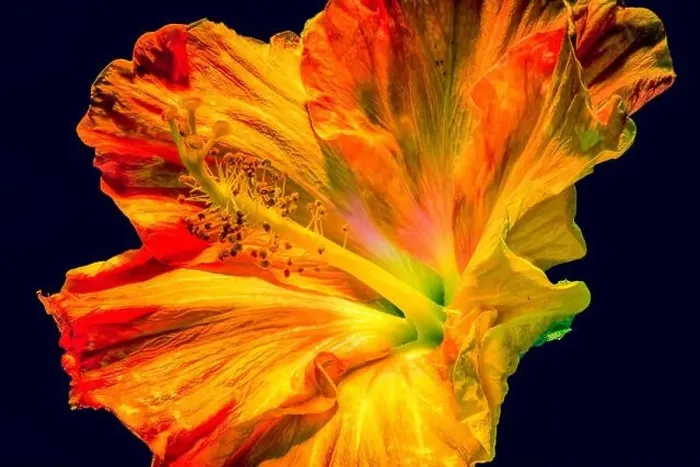 Framed Print : Colorful fine art fantasy macro portrait of a single isolated hibiscus blossom on black background in pop-art painting Framed Print : Colorful fine art fantasy macro portrait of a single isolated hibiscus blossom on black background in pop-art painting