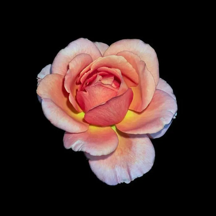 Framed Print : Colorful fine art still life bright floral macro flower image of a single isolated orange pink wide open rose blossom Framed Print : Colorful fine art still life bright floral macro flower image of a single isolated orange pink wide open rose blossom