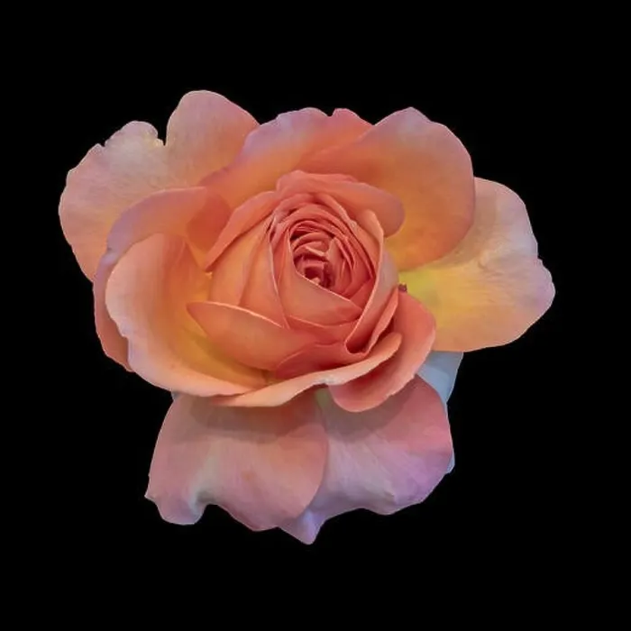 Framed Print : Colorful fine art still life bright floral macro flower image of a single isolated orange pink yellow rose blossom Framed Print : Colorful fine art still life bright floral macro flower image of a single isolated orange pink yellow rose blossom