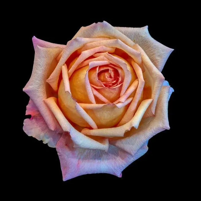Framed Print : Colorful fine art still life bright floral macro flower image of a single isolated orange pink yellow rose blossom