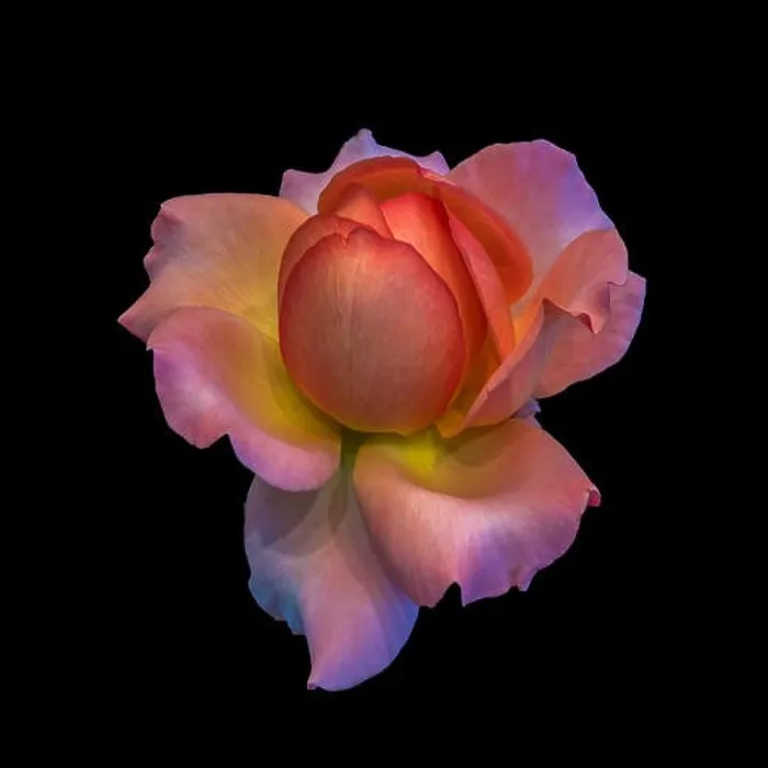Framed Print : Colorful fine art still life bright floral macro flower image of a single isolated orange pink yellow rose blossom Framed Print : Colorful fine art still life bright floral macro flower image of a single isolated orange pink yellow rose blossom