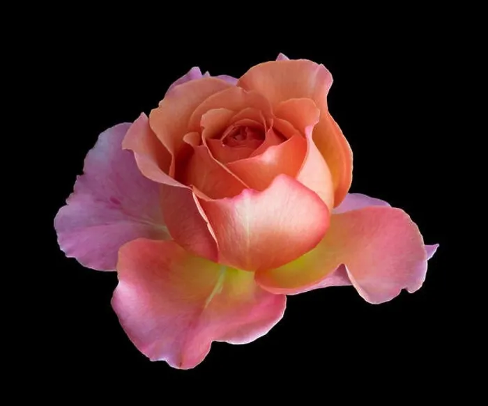 Framed Print : Colorful fine art still life bright floral macro flower image of a single isolated orange pink yellow wide open rose Framed Print : Colorful fine art still life bright floral macro flower image of a single isolated orange pink yellow wide open rose