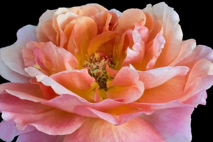Framed Print : Colorful fine art still life bright floral macro flower image of a single isolated orange wide open rose blossom Framed Print : Colorful fine art still life bright floral macro flower image of a single isolated orange wide open rose blossom