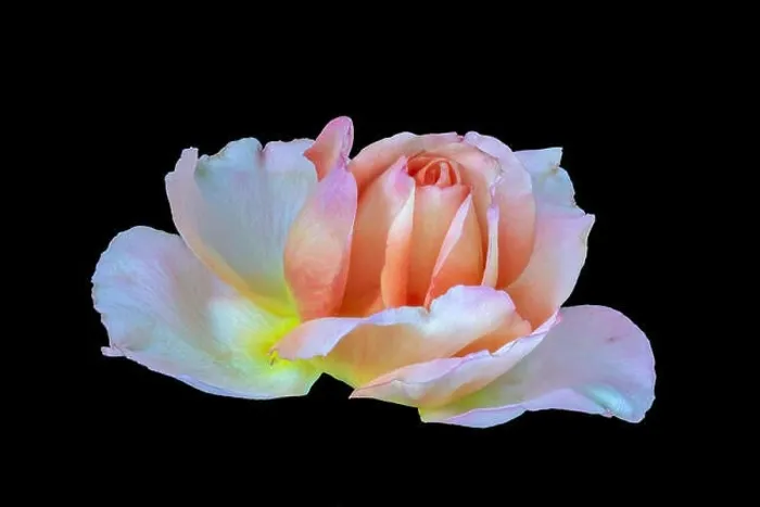Framed Print : Colorful fine art still life bright floral macro flower image of a single isolated pink white yellow orange rose Framed Print : Colorful fine art still life bright floral macro flower image of a single isolated pink white yellow orange rose