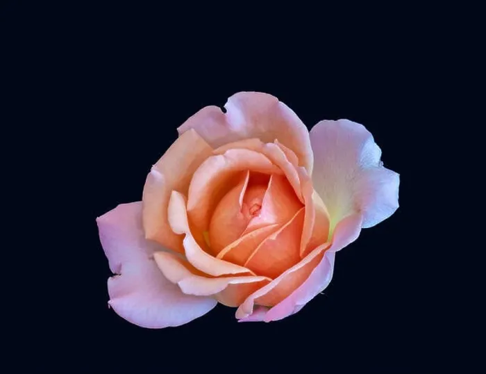 Framed Print : Colorful fine art still life bright floral macro flower image of a single isolated red orange pink yellow rose blossom Framed Print : Colorful fine art still life bright floral macro flower image of a single isolated red orange pink yellow rose blossom
