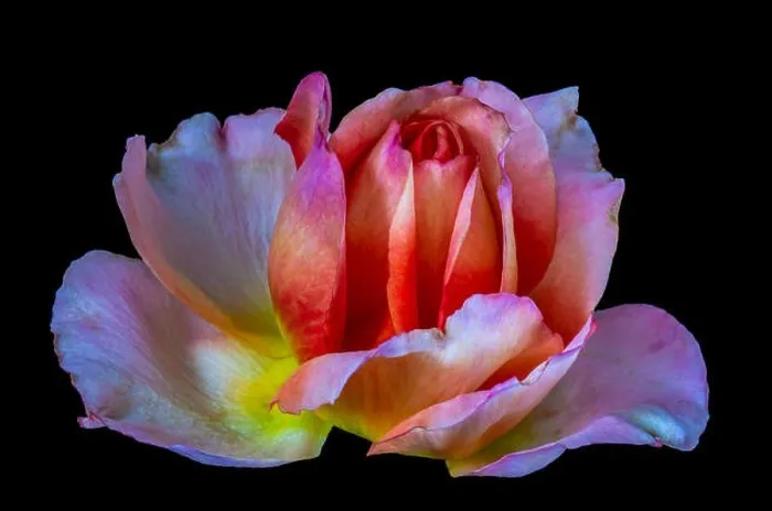 Framed Print : Colorful fine art still life bright floral macro flower image of a single isolated red pink yellow orange rose blossom Framed Print : Colorful fine art still life bright floral macro flower image of a single isolated red pink yellow orange rose blossom