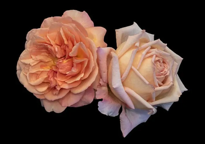 Framed Print : Colorful fine art still life bright floral macro of a pair of isolated orange pink white open rose blossoms Framed Print : Colorful fine art still life bright floral macro of a pair of isolated orange pink white open rose blossoms