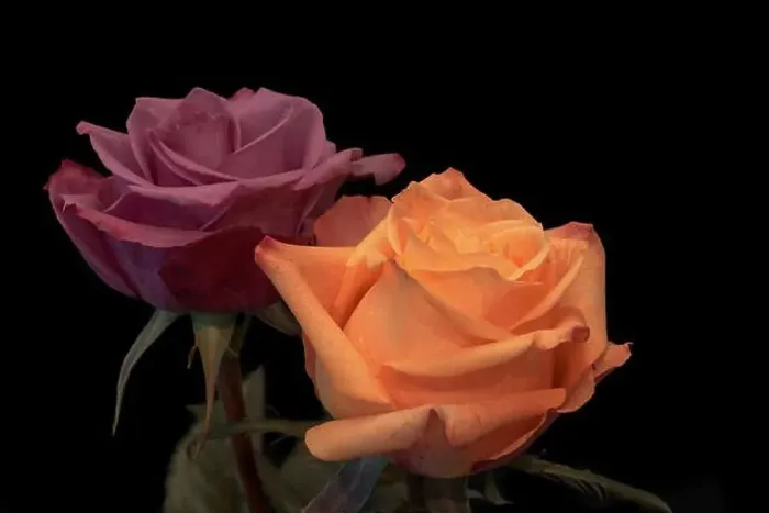 Framed Print : Colorful fine art still life bright floral macro of a pair of isolated orange purple rose blossoms Framed Print : Colorful fine art still life bright floral macro of a pair of isolated orange purple rose blossoms