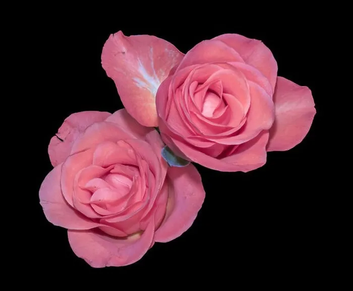 Framed Print : Colorful fine art still life bright floral macro of a pair of isolated pink white rose blossoms on black background Framed Print : Colorful fine art still life bright floral macro of a pair of isolated pink white rose blossoms on black background