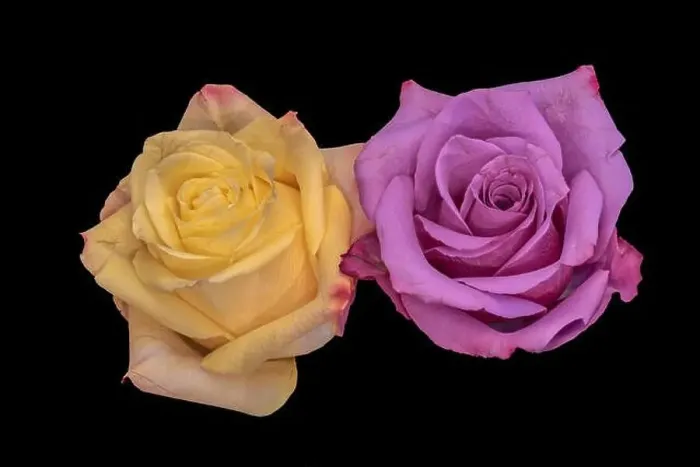 Framed Print : Colorful fine art still life bright floral macro of a pair of isolated yellow pink rose blossoms Framed Print : Colorful fine art still life bright floral macro of a pair of isolated yellow pink rose blossoms