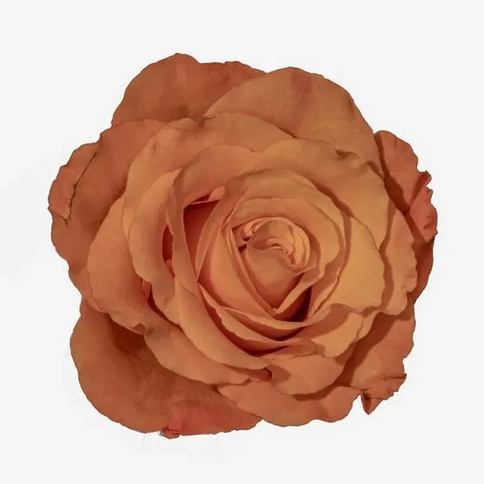 Framed Print : Colorful fine art still life bright macro of a single isolated orange rose blossom with detailed texture on white Framed Print : Colorful fine art still life bright macro of a single isolated orange rose blossom with detailed texture on white