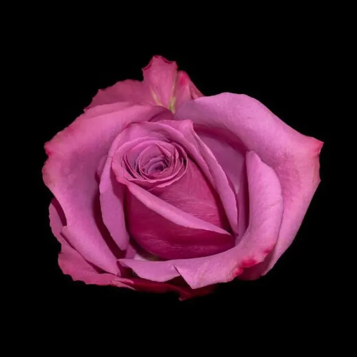 Framed Print : Colorful fine art still life bright macro of a single isolated pink red rose blossom with green leaves on black Framed Print : Colorful fine art still life bright macro of a single isolated pink red rose blossom with green leaves on black