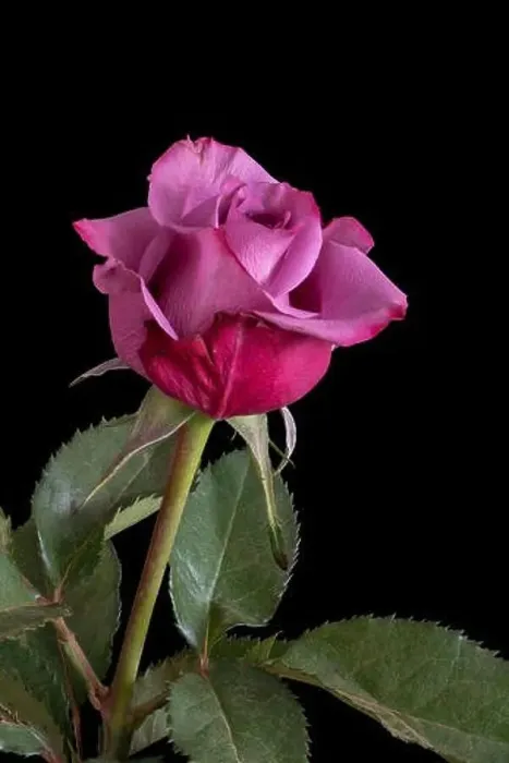 Framed Print : Colorful fine art still life bright macro of a single isolated red pink rose blossom with green leaves in vintage Framed Print : Colorful fine art still life bright macro of a single isolated red pink rose blossom with green leaves in vintage