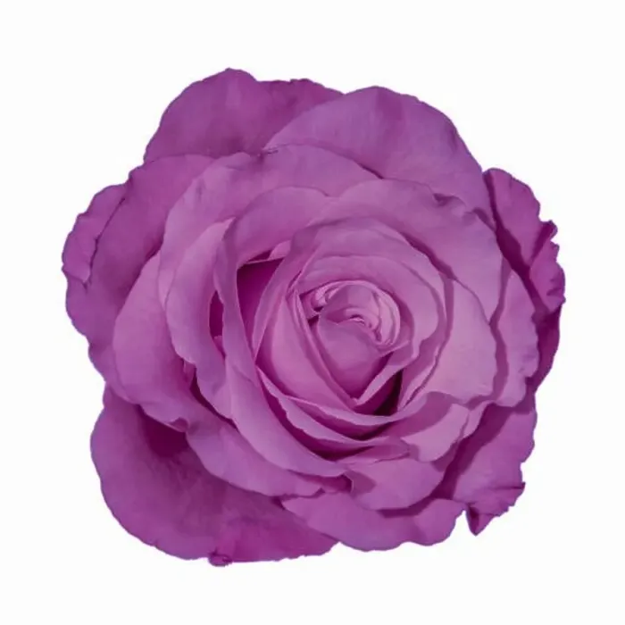 Framed Print : Colorful fine art still life bright macro of a single isolated violet rose blossom on white background seen from the top Framed Print : Colorful fine art still life bright macro of a single isolated violet rose blossom on white background seen from the top