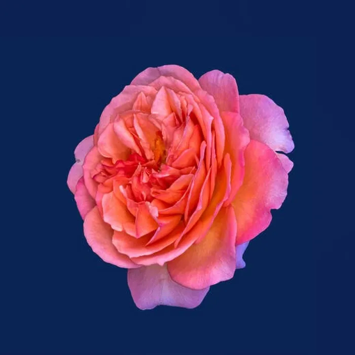 Framed Print : Colorful fine art still life floral macro flower image of a single isolated bright red pink wide open rose blossom Framed Print : Colorful fine art still life floral macro flower image of a single isolated bright red pink wide open rose blossom