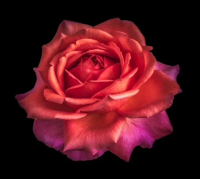 Framed Print : Colorful fine art still life floral macro flower image of a single isolated dark red pink flowering blooming rose Framed Print : Colorful fine art still life floral macro flower image of a single isolated dark red pink flowering blooming rose