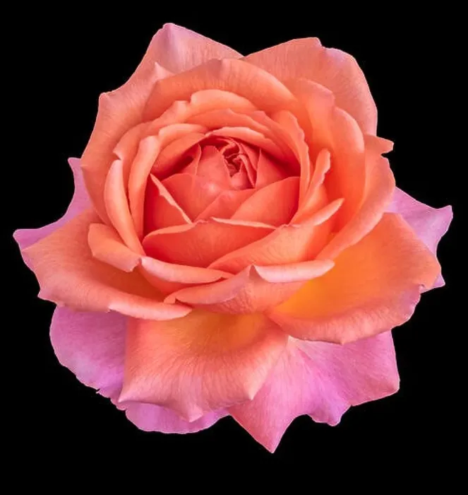 Framed Print : Colorful fine art still life floral macro flower image of a single isolated flowering orange pink blooming rose blossom Framed Print : Colorful fine art still life floral macro flower image of a single isolated flowering orange pink blooming rose blossom