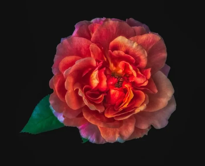 Framed Print : Colorful fine art still life floral macro flower image of a single isolated glowing wide open rose blossom Framed Print : Colorful fine art still life floral macro flower image of a single isolated glowing wide open rose blossom
