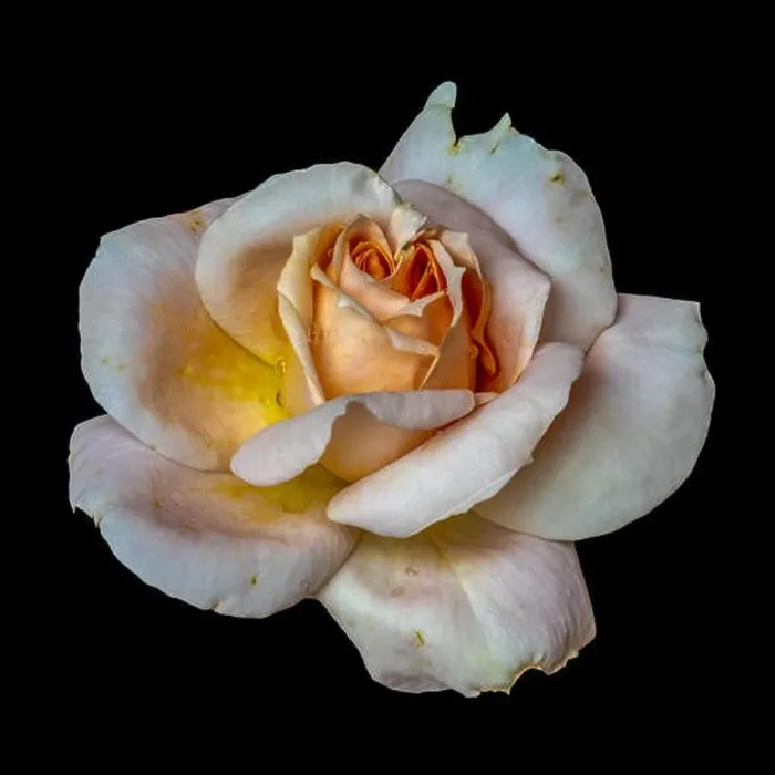 Framed Print : Colorful fine art still life floral macro flower image of a single isolated orange white pink rose blossom with rain Framed Print : Colorful fine art still life floral macro flower image of a single isolated orange white pink rose blossom with rain