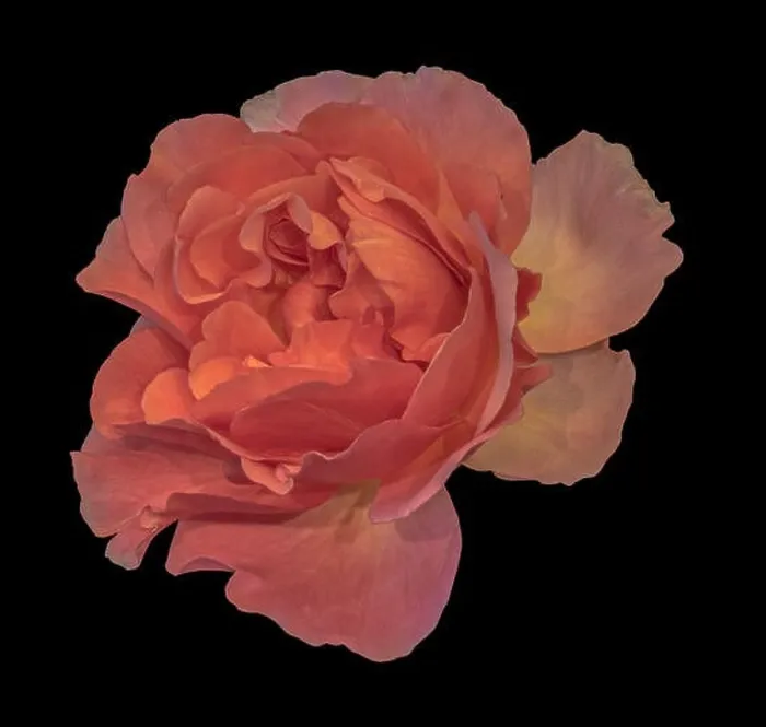 Framed Print : Colorful fine art still life floral macro flower image of a single isolated orange wide open blooming rose blossom Framed Print : Colorful fine art still life floral macro flower image of a single isolated orange wide open blooming rose blossom