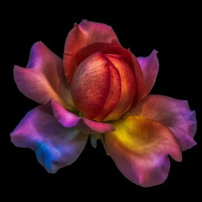 Framed Print : Colorful fine art still life floral macro flower image of a single isolated red orange pink yellow rose blossom Framed Print : Colorful fine art still life floral macro flower image of a single isolated red orange pink yellow rose blossom