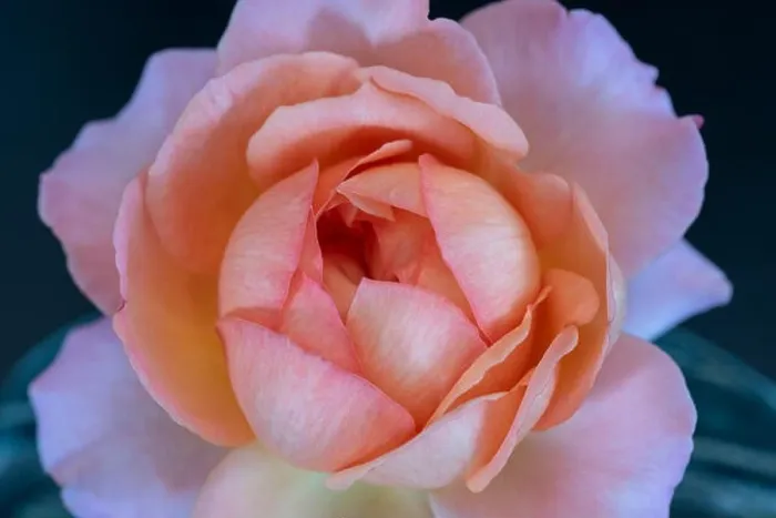 Framed Print : Colorful fine art still life floral macro flower image of a single isolated red pink rose blossom in a vase Framed Print : Colorful fine art still life floral macro flower image of a single isolated red pink rose blossom in a vase