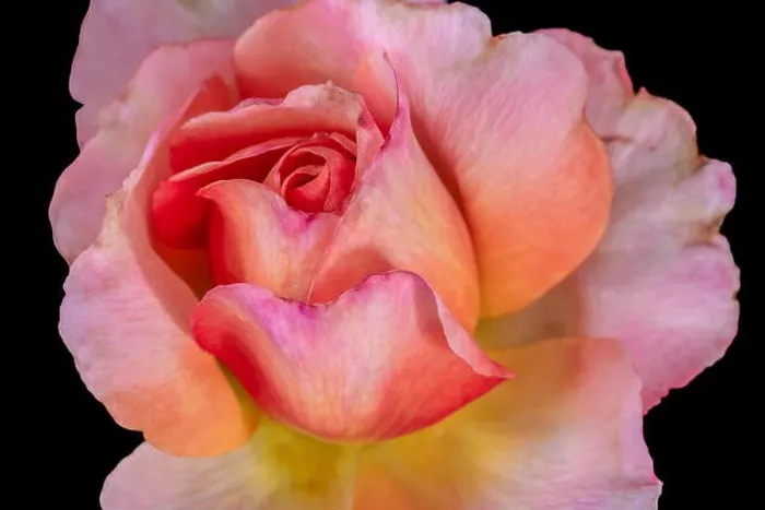 Framed Print : Colorful fine art still life floral macro flower image of a single isolated red pink yellow rose blossom on black Framed Print : Colorful fine art still life floral macro flower image of a single isolated red pink yellow rose blossom on black