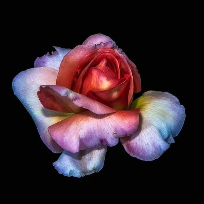 Framed Print : Colorful fine art still life floral macro flower image of a single isolated red violet white rose blossom Framed Print : Colorful fine art still life floral macro flower image of a single isolated red violet white rose blossom