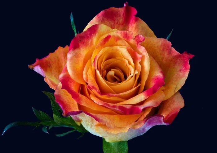 Framed Print : Colorful fine art still life floral macro flower image of a single isolated red yellow rose blossom Framed Print : Colorful fine art still life floral macro flower image of a single isolated red yellow rose blossom