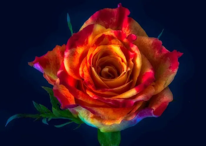 Framed Print : Colorful fine art still life floral macro flower image of a single isolated red yellow rose blossom Framed Print : Colorful fine art still life floral macro flower image of a single isolated red yellow rose blossom