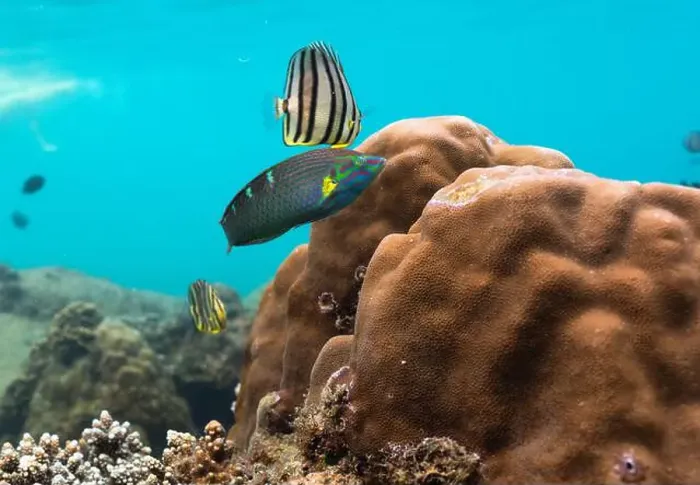 Framed Print : Colorful fish living in coral reefs, underwater landscape Framed Print : Colorful fish living in coral reefs, underwater landscape